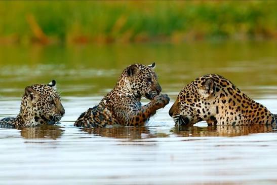 Fernanda Torres d&aacute; voz &agrave; matriarca das on&ccedil;as no primeiro document&aacute;rio de natureza da Netflix na Am&eacute;rica Latina - Biodiversidade - Portal Neo Mondo