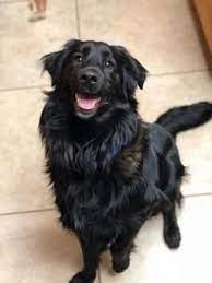 Border Collie Flat Coated Retriever Dog For Adoption In Davis California Ernie Petcurious Retriever Dog Dog Adoption Flat Coated Retriever