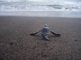 Check spelling or type a new query. Cute Baby Sea Turtle Wallpaper Wide J2b1c Taoha