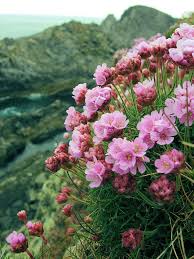 The 2008 perennial of the year , 'rozeanne' has long been proven to keep your garden flowering for as long as possible. Sea Thrift Malin Head Flowers Beautiful Flowers Ireland