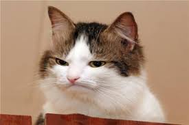 This Is The Picture I Text To Someone Who Doesn T Answer My Call Funny Cats And Dogs Cats Grumpy Cat