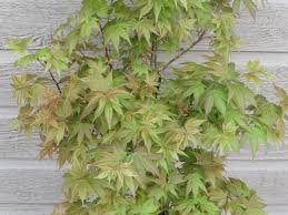 In the spring, bright red star shaped leaves emerge with bright green veins. Mmmm Ruby Stars Japanese Maple