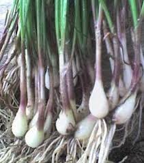 Sementara itu, lokio memiliki tekstur yang renyah dari bagian bonggolnya. Kenalan Dengan Bawang Batak Yuk