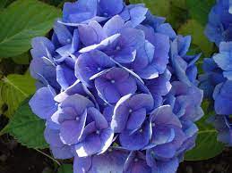 A Lovely Hydrangea From My Blog Post On Flowers In Spanish America Papel Pintado Flores Flores Hortensias