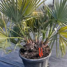 Image result for Acoelorrhaphe wrightii