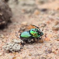 Image result for Dicoma macrocephala