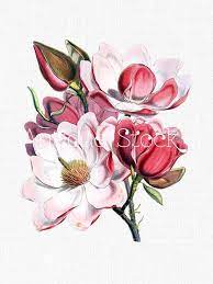Botanical Illustration Pink Flower Clipart Magnolia Etsy Flower Art Botanical Art Botanical Illustration