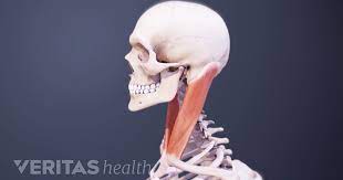 It's a thin and flexible area that lets us move our heads. Cervical Muscle Anatomy Animation