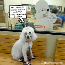 Petsmart Salons Very Important Poodale Petsmart Poodle Pet Travel