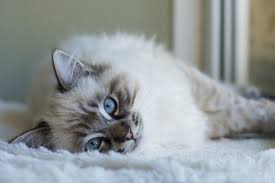 A cat enclosure or taking your ragdoll on a walk with a lead provides. Ragdoll Cat Breed Info Health Advice Everypaw