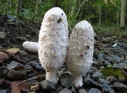 Image result for Coprinus comatus