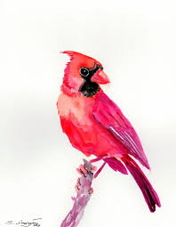 Birds That Start With Red Pin On Watercolor Ideas