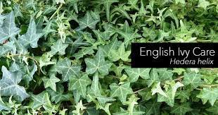 The English Ivy Care As A Houseplant Is Not Difficult For Those Just Starting Out Or Seasoned Indoor Plant Veterans English Ivy Plant English Ivy Ivy Plants