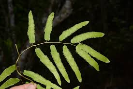 Image result for Lygodiaceae