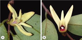 Image result for Xylopia