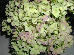 All About Hydrangeas Green Blooms Hydrangea Not Blooming Hydrangea Varieties Red Hydrangea