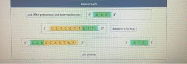 Solved Pcr Polymerase Chain Reaction Is A Commonly Used