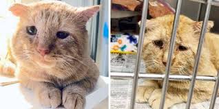 Search through our huge list of cat names by category to find the perfect name for your kitten. The Most Popular Cat Names Of 2019 Released Cole Marmalade