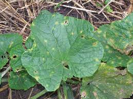 What S Wrong With My Plant Garden University Of Minnesota Extension