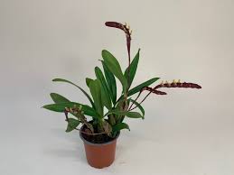 Image result for Bulbophyllum falcatum