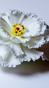 Image result for Ismene narcissiflora