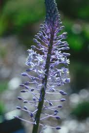 Image result for Cyathula natalensis