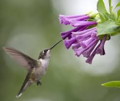 In response to a recent post on homemade hummingbird food, which included a recipe for hummingbird nectar that called for 1 part refined white sugar to 3 parts water, conscientous tgn. Hummingbird Food Recipe Make Your Own Nectar