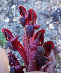 Image result for Disa ochrostachya
