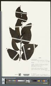 Image result for Tapinanthus constrictiflorus