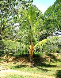 Image result for Cocos nucifera