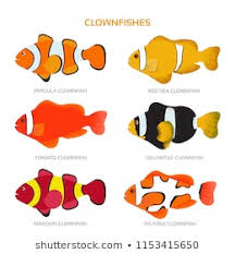 Clownfish Stok Vektörler Görseller Ve Vektör Sanatı