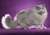 British Shorthair Kittens for Sale - Felines4us