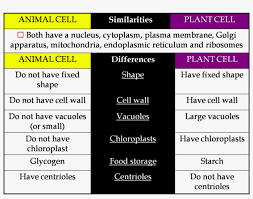 All the difference between the plant cell and animal cell is mentioned below on the basis of different categories : Clipart Resolution 1518 1130 Tabulation Of Plant And Animal Cell Free Transparent Png Download Pngkey