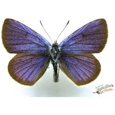 Image result for Micractis bojeri