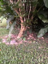 Image result for Strychnos mellodora