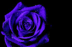 We did not find results for: Flowers Purple Rose Inspi Macro Flower Wallpaper Hd Purple Hd Wallpapers 1080p 1104x721 Wallpaper Teahub Io