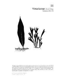 Image result for Antrophyum mannianum