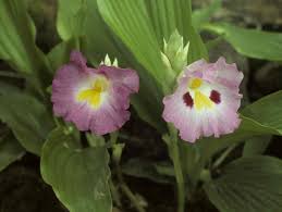 Image result for Siphonochilus