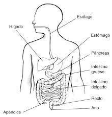 Aparato Digestivo Para Colorear