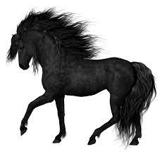 Black Horse Png Clipart Picture Horses Black Horse Horse Art
