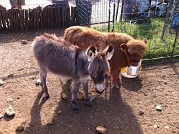 To miniature cattle breeds for small modern homesteading farm. Baby Miniature Donkey And Baby Scottish Highlander Cow Ryan Boren
