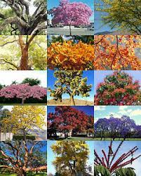 Estimated height ~20 feet, width at base ~9 inches. Exotic Trees Mix Rare Flower Plant Desert Fragrant Bonsai Tree Seed 30 Seeds Ebay