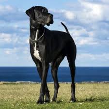 Since this is a fairly common breed, you may be able to find an older dog or even puppy at a. Great Dane Puppies For Sale Available In Tucson Phoenix Az