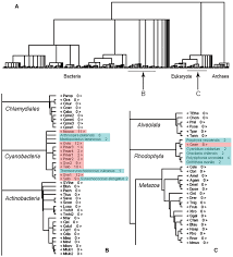 The Evolutionary History Of Protein Domains Viewed By Species Phylogeny In 2020 Protein Domain History Domain