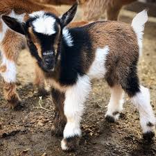Pin By Mazzeltov Farms On Baby Goats Nigerian Dwarf Goats Baby Goats Nigerian Dwarf