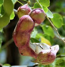 Image result for Pithecellobium dulce