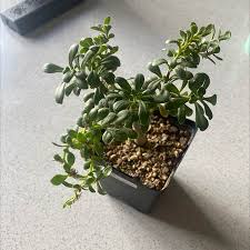 Image result for Oxypetalum