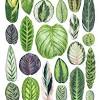 How to care for and grow calatheas. 1