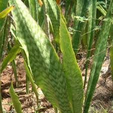 Image result for Sansevieria hyacinthoides