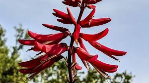 Image result for Chrysophyllum bangweolense